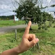 Kimikoの画像