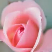 mugiの画像