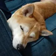 よっち
