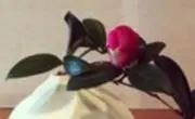 この頃の画像
