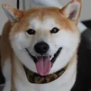 はち代将軍
