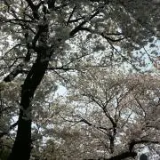 今泉の画像
