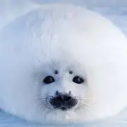 UNI UNI