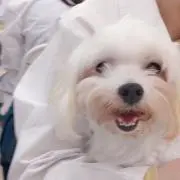 いぬの画像