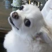 りおぽんの画像