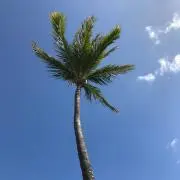 くまさん