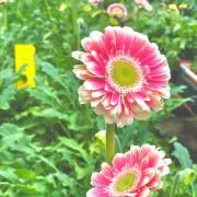 ちゃーりん