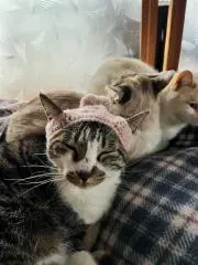 マメタロウの画像