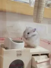 リーナの画像