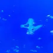 みかんチンの画像