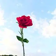 あちゃまる
