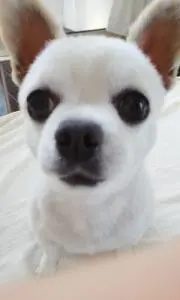 ゆず