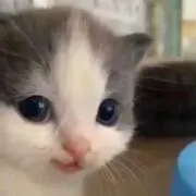 ねこずき