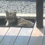 よしこ