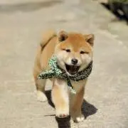 まめの画像