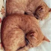 TOMO※発送まで1週間ほどかかります