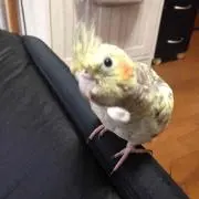 しじみしじみの画像