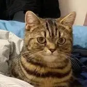 シャシャ！の画像