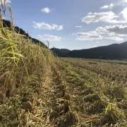 山田錦