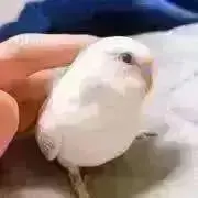 Y※不在多めの画像