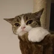 しめじ