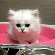 はる