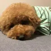 ろこの画像