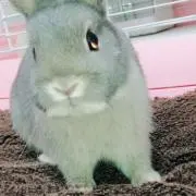 かりんの画像