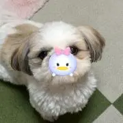 yuzの画像
