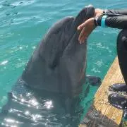 ゆず