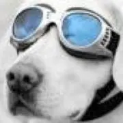 i4dog