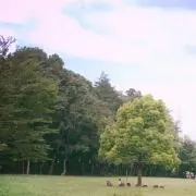 しほ