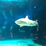 コロ