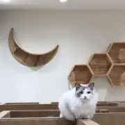 ミイ⭐️の画像