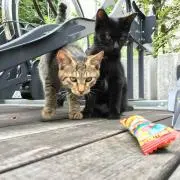 Riccyの画像