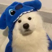 はんぎょさんの画像