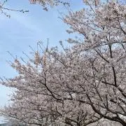 Nの画像