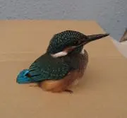 ざきすけの画像