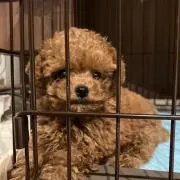 liondolleの画像