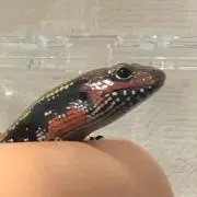 ろろ