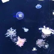 ナハル