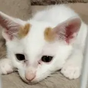 かえるちゃんの画像