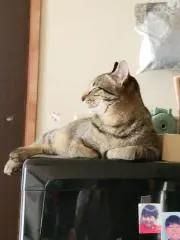 serina