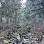 かなかの画像