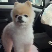 おやかたの画像