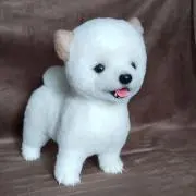 ポムちゃんの画像