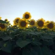 Smileeの画像