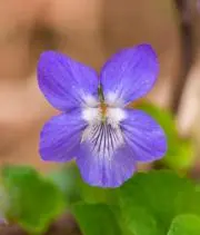 スミレの画像