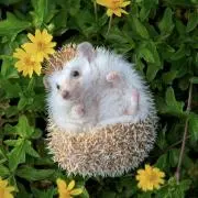 kukkiの画像