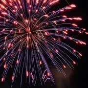 たぬきの画像